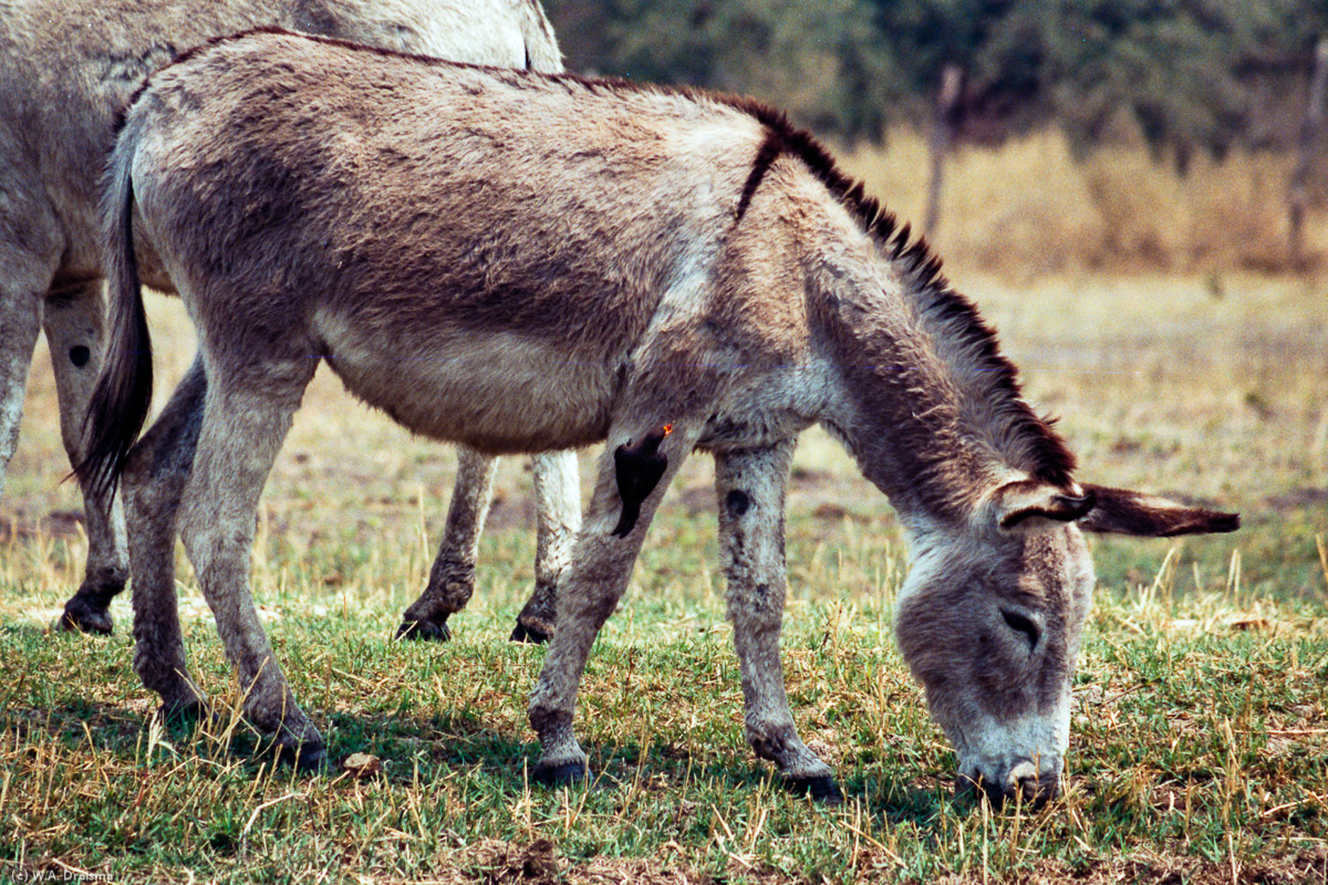 Close to Maun wild life changes into cattle again though the occasional oxpecker serves as wild accent.