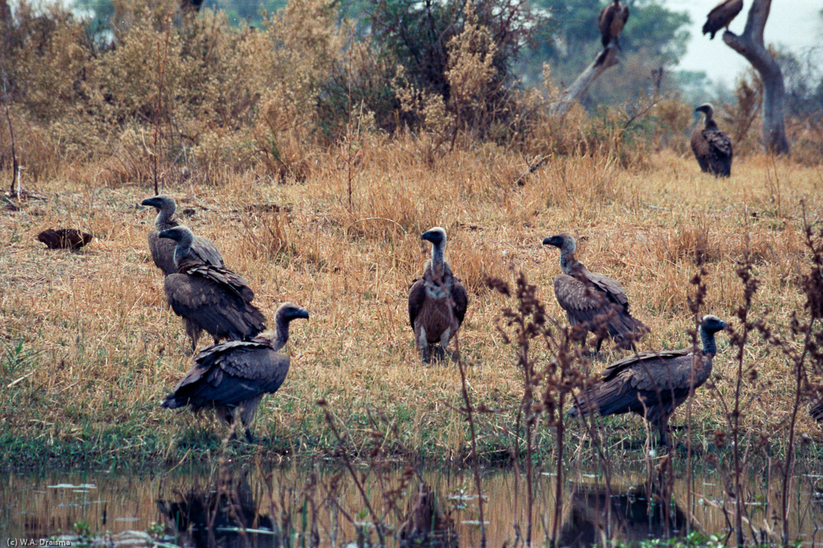 Another piece of wildlife near Maun is formed by these bunch of vultures waiting for their turn near the carcass of a horse.