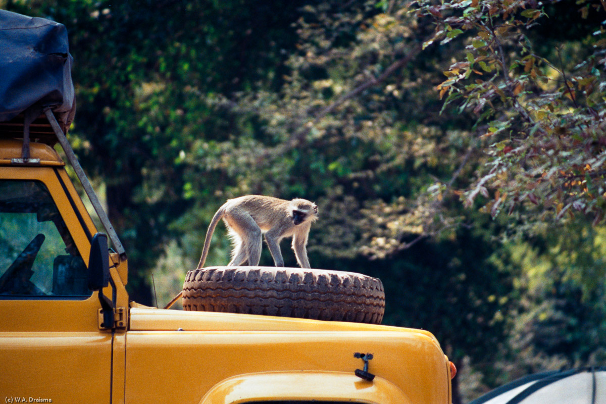 Back in the camp in Maun we see a vervet monkey inspecting a 4WD.