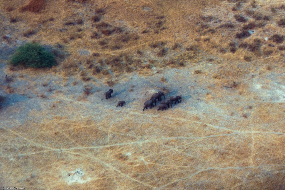 From the plane we see a herd of elephant crossing the plains.