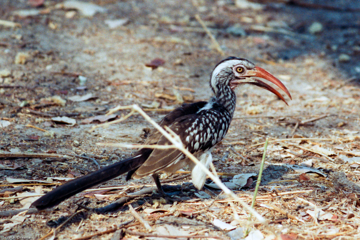 A red-billed hornbill watches while we make a lunch stop.