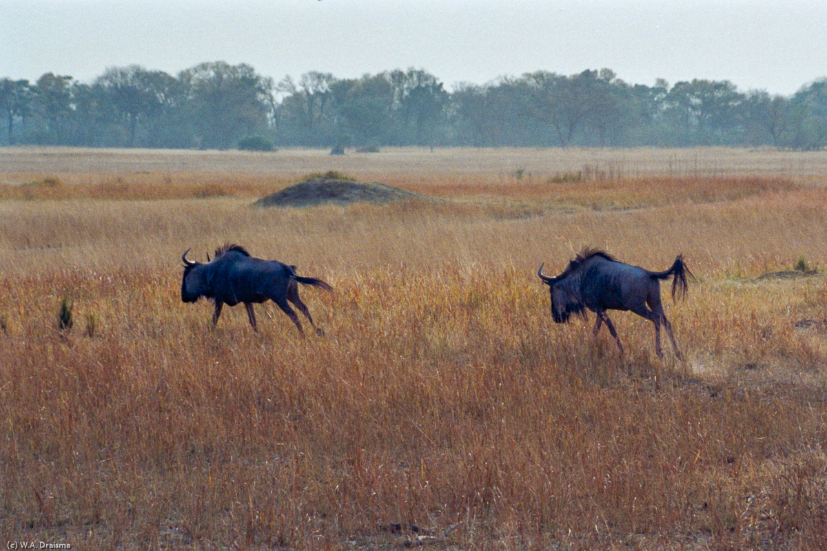 Moremi, in the heart of the Okavango is known for its abundance of wildlife and variety of landscapes.