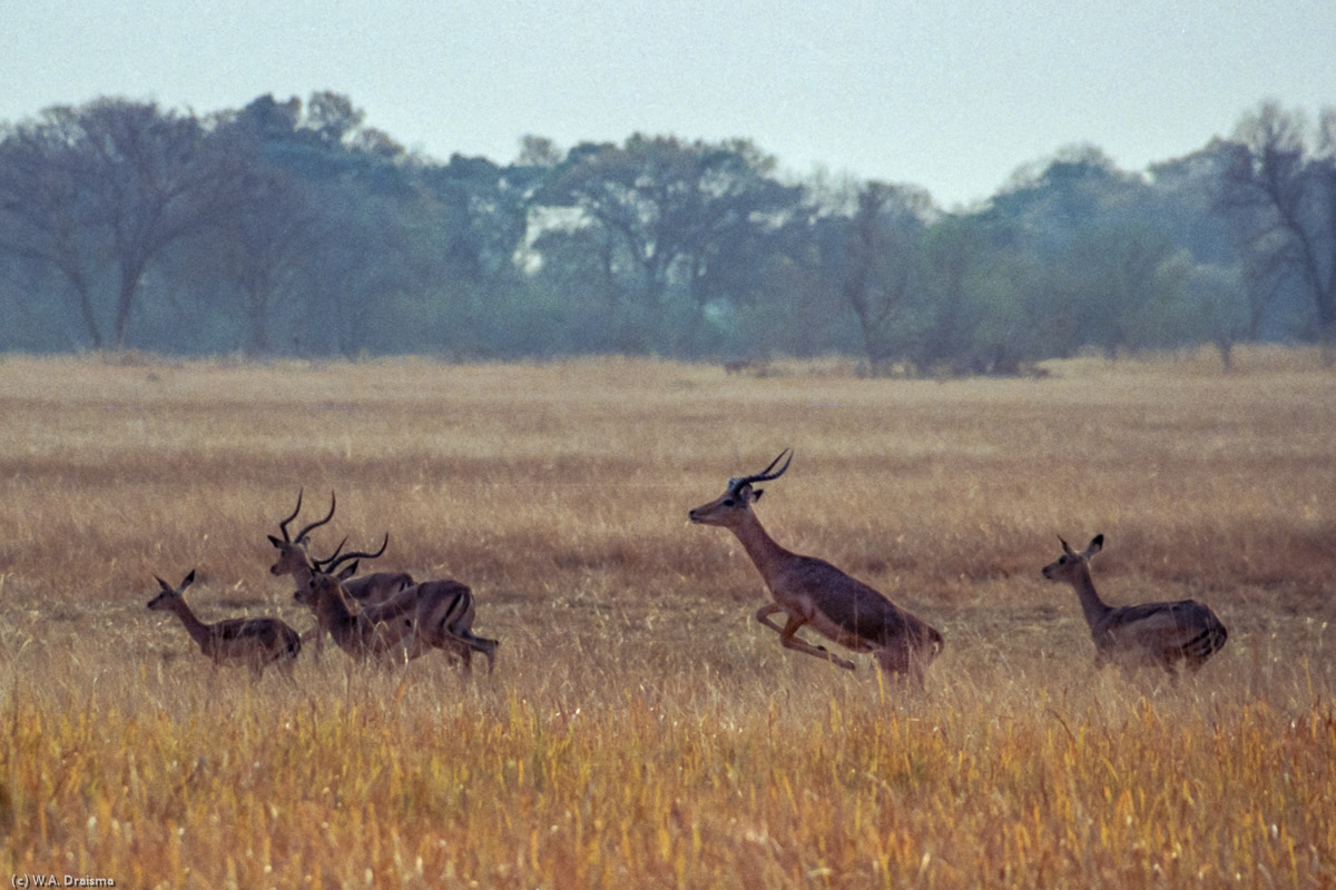 In the plains we encounter large herds of impala.