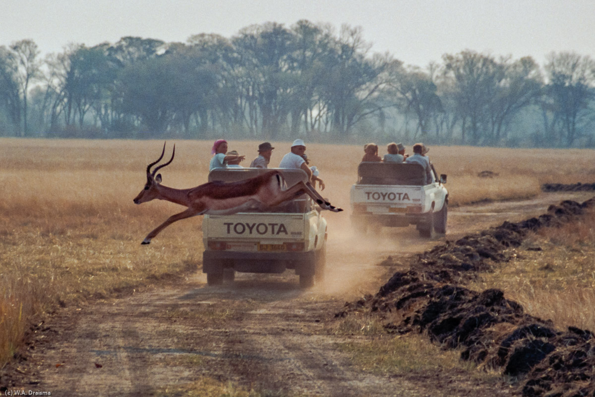 With a huge leap this impala crosses the road just after one of the trucks that we make our game drive with.