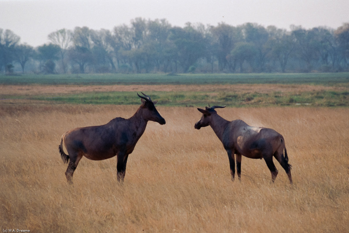 Other typical animals include hartebeests, tsessebes and various other kinds of antelopes.