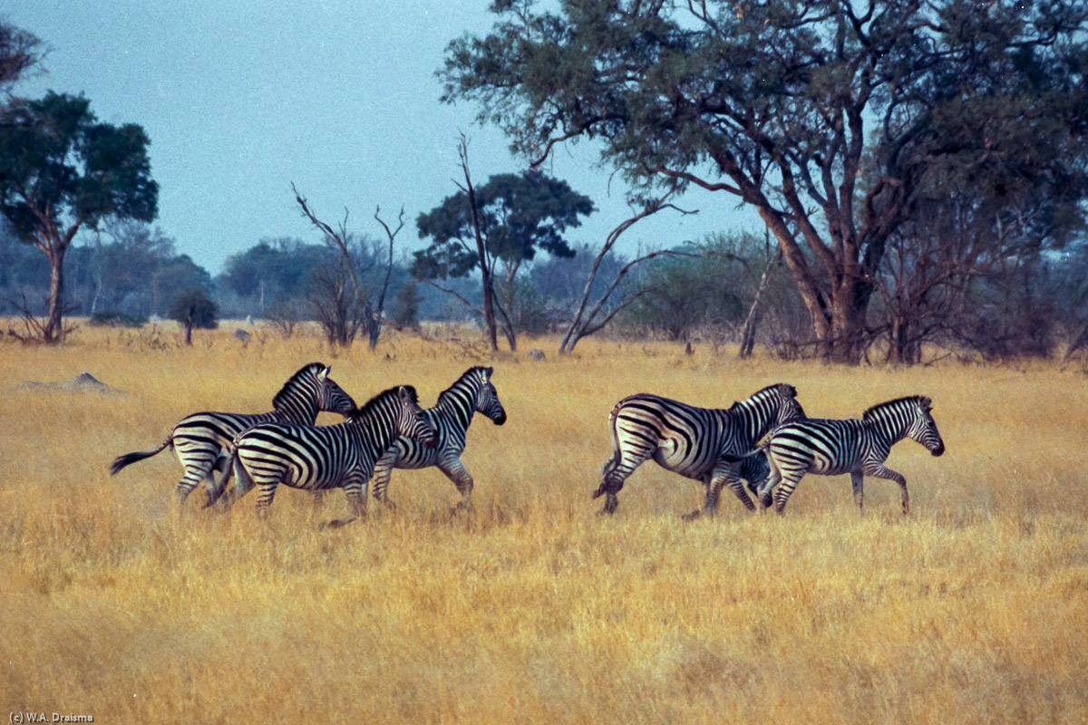A small herd of zebras passes by in the golden light of the afternoon sun.