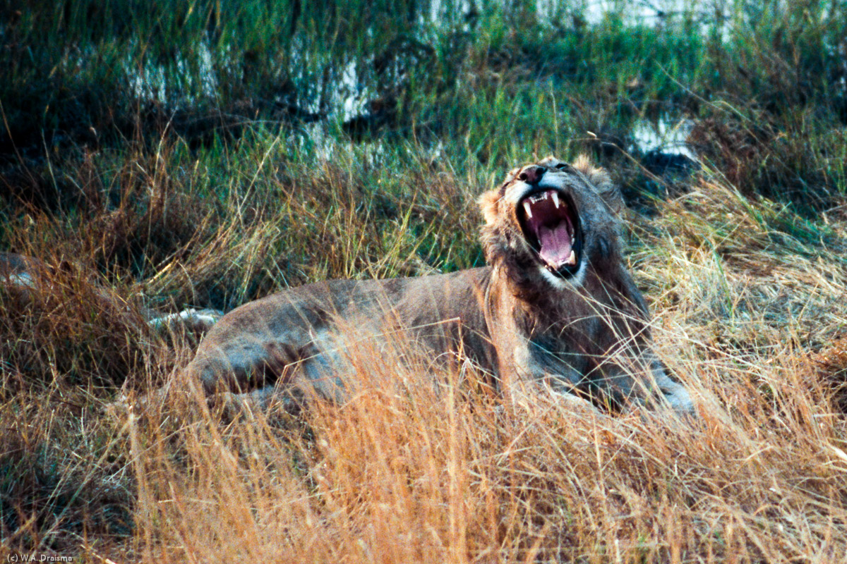 Where there are antelopes there are predators as well but this lioness is not in the mood for hunting, yet.