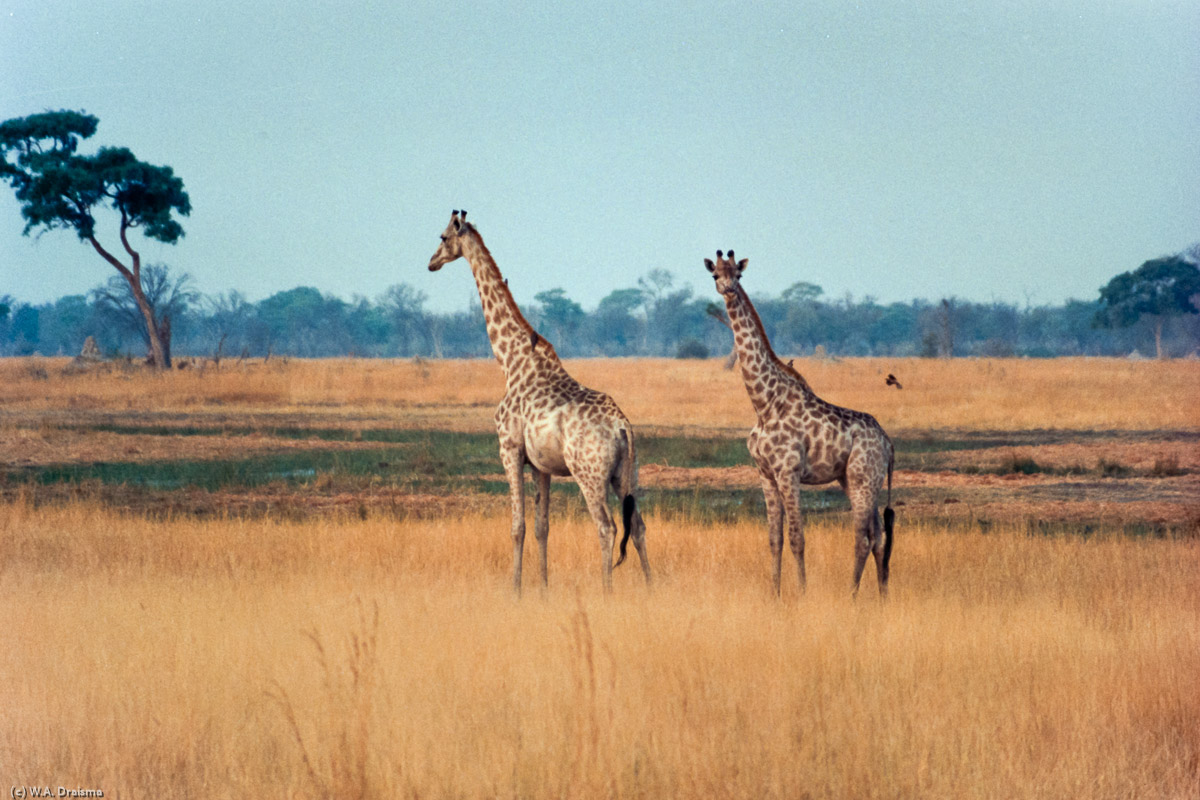 While the sun continues to set one of our last encounters for the day are these two giraffes. Soon it will be dark.