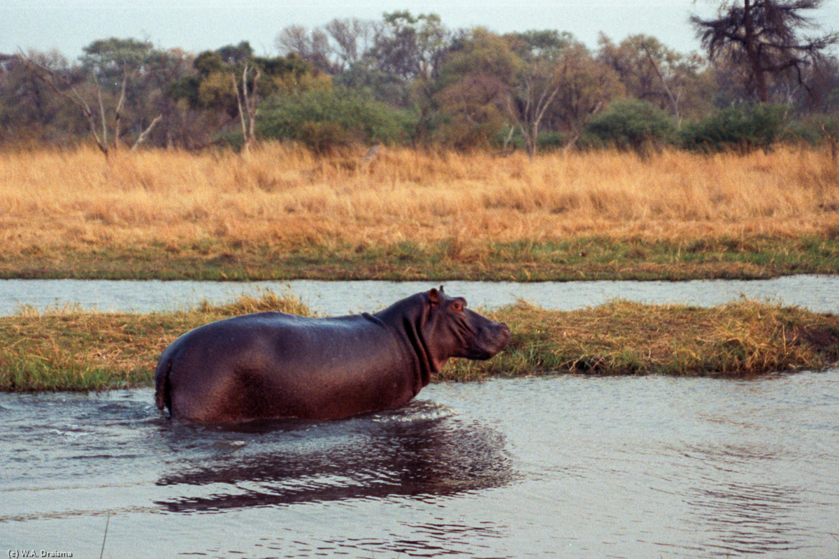 Early morning brings a surprise in the form of a wading hippo. During the night they leave the water to graze but this one hasn't submerged itself fully yet.