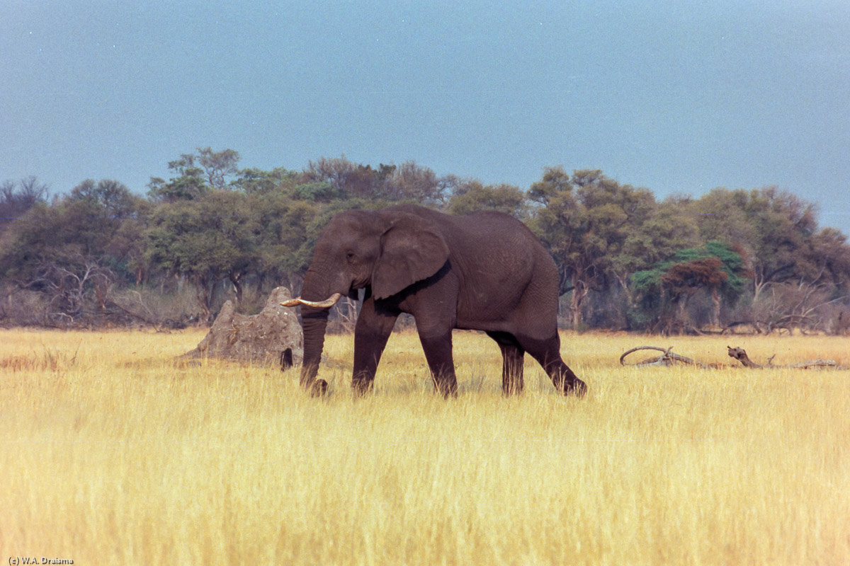 Another game drive in Moremi Game Reserve brings us to this lonely male elephant strolling by lazily.