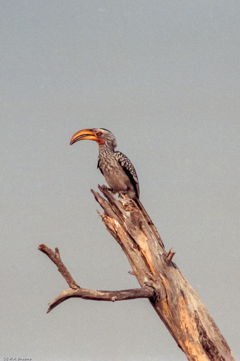 A yellow-hornbill has taken a nice place to sit and watch the environment.