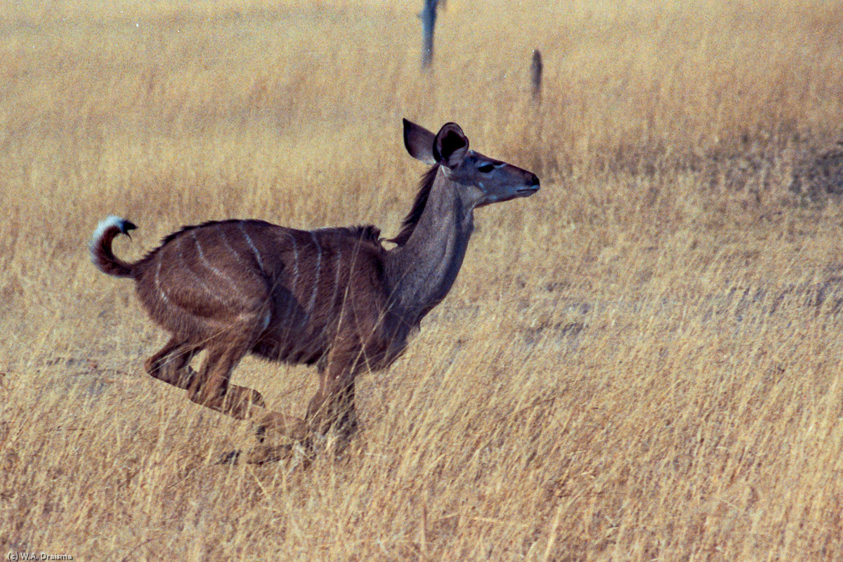 A startled female kudu starts a sprint when we suddenly appear around the corner of a low bush.