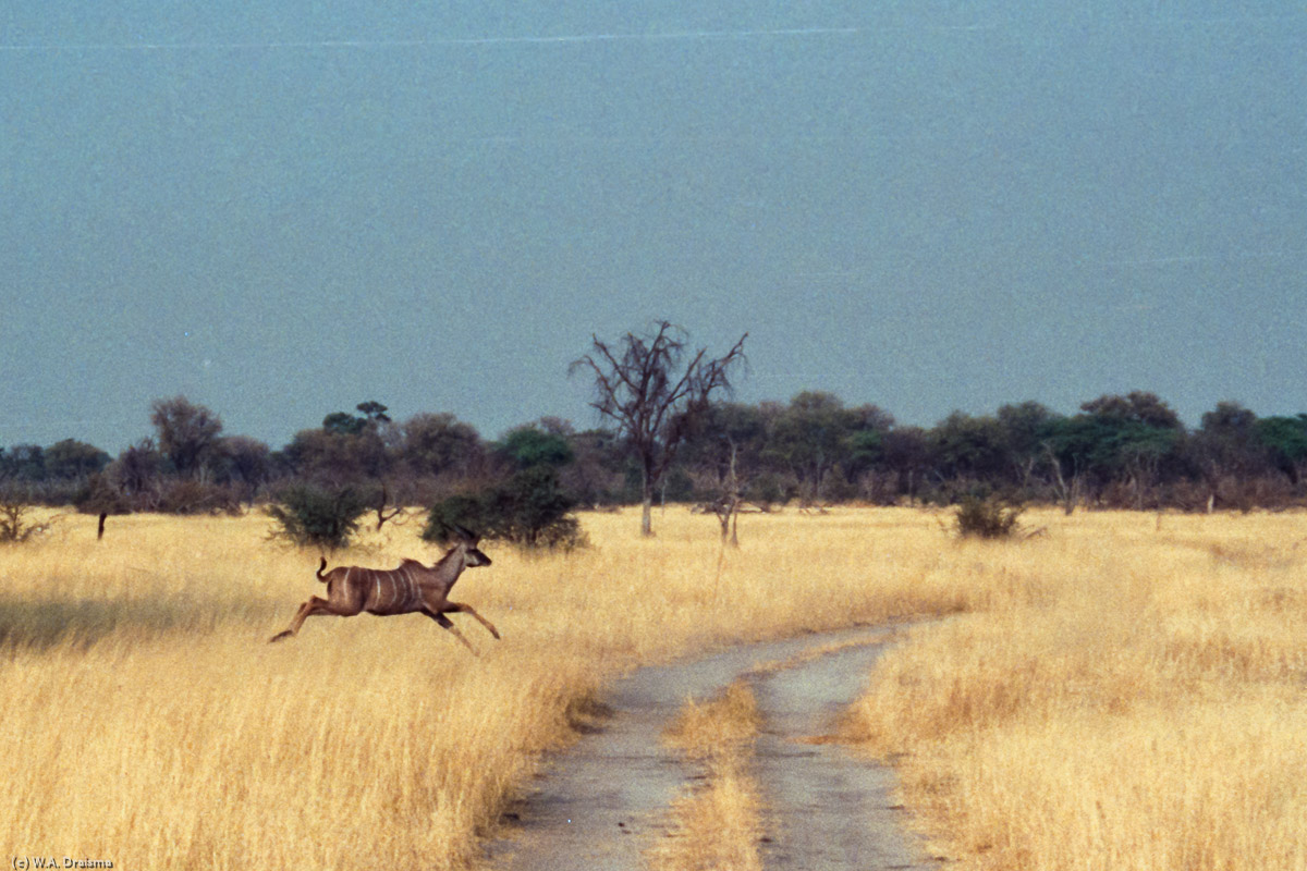 More kudu's follow and in the distance we see a young male crossing the tracks.