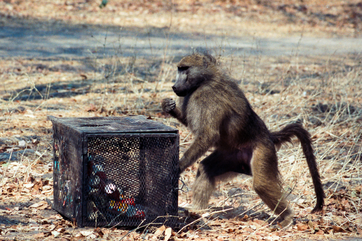 During a lunch stop we see a baboon trying to open a bin. It doesn't succeed in opening it but it's able to snatch an apple from one of our fellow travellers.