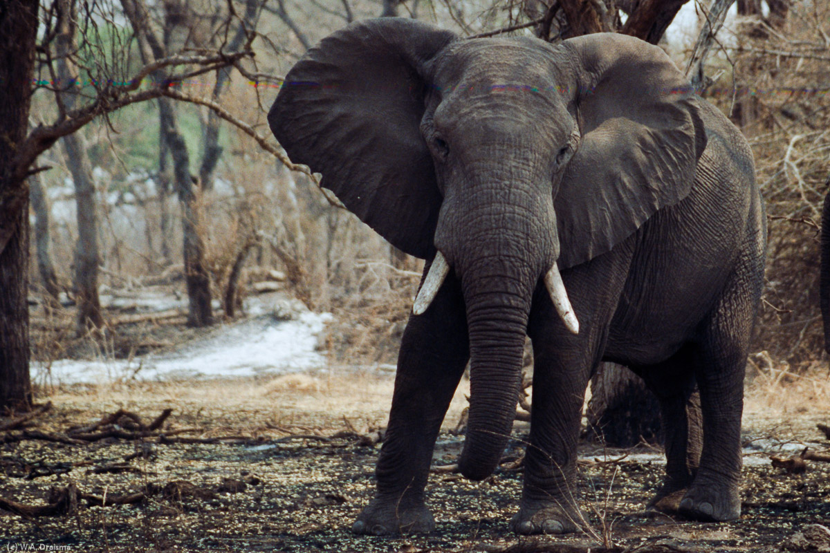 Unintentionally we separate two elephants from their herd. They don't like us being so close and signal this with the flapping of their ears.