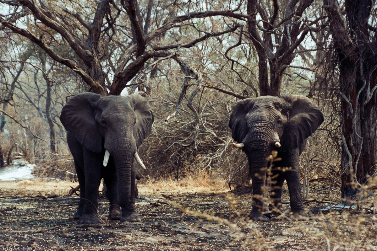 It's their way of saying: back off, you're too close to our liking. So we do as a charging elephant is something better prevented.