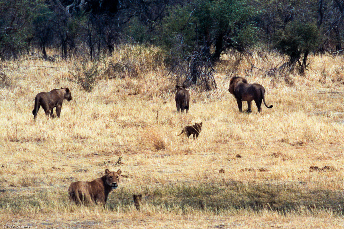 Our next destination is Chobe NP, known for its large herds of elephants although its number of lions is ok too.
