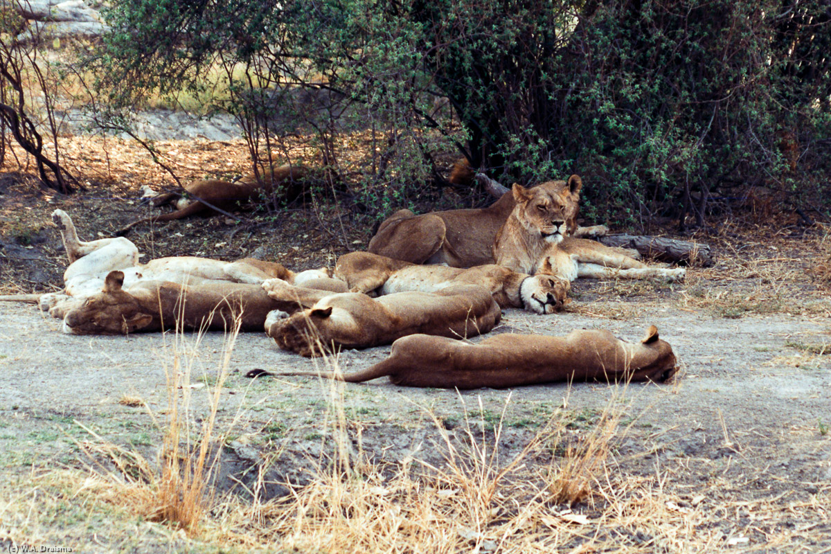 Near Savuti we see this bunch of lionesses resting. They look well fed and don't seem in a hurry to start hunting.