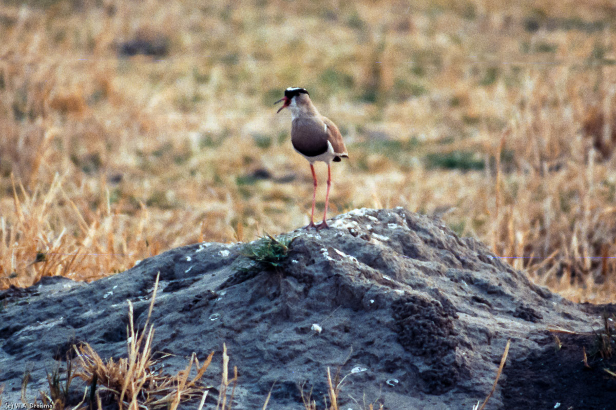 A crowned lapwing calls at dusk. The night at Savuti will bring passing elephants, lions and hyenas and the night is full of their sounds.