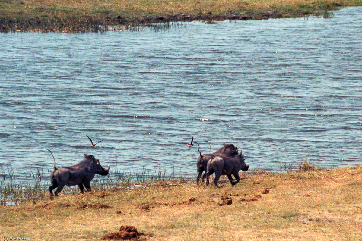 After a restless night at Savuti we continue towards Serondella, next to the Chobe river.