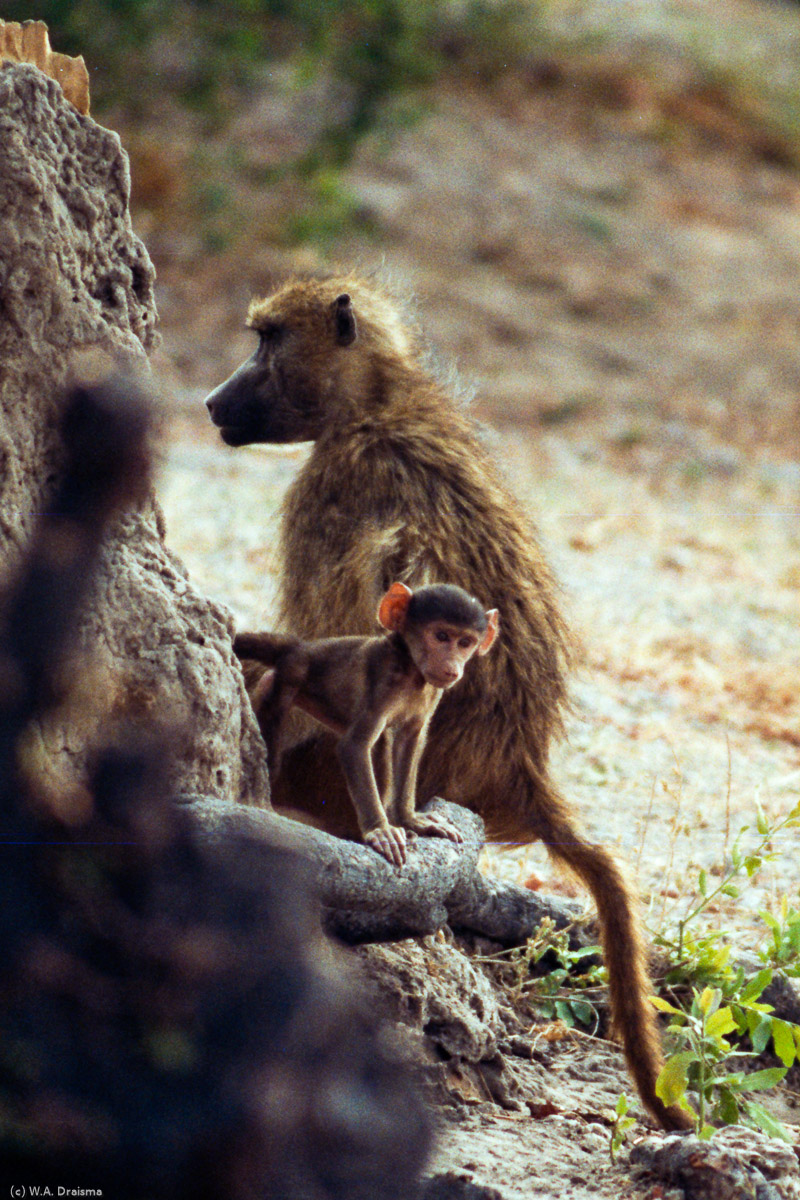 While sitting at the river bank a curious young baboon checks what that human primate is doing.
