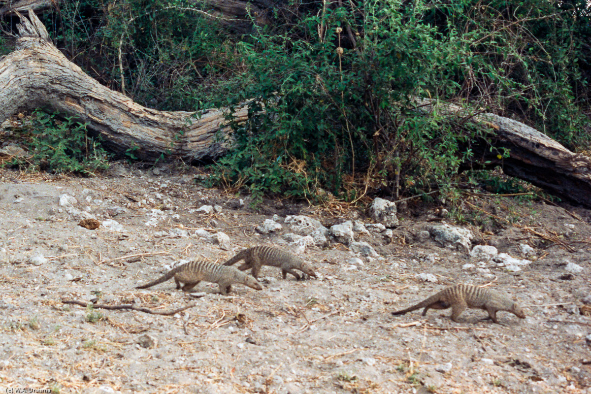 Serondella camp turns out to be the playground of a bunch of banded mongoose.