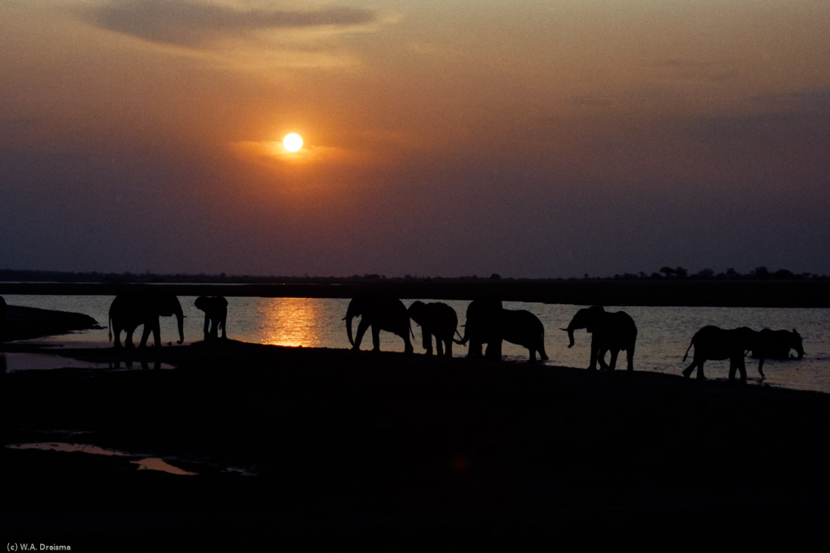 Sunset at the Chobe river. Breathless we watch a herd of elephant play in and near the water of the Chobe river.