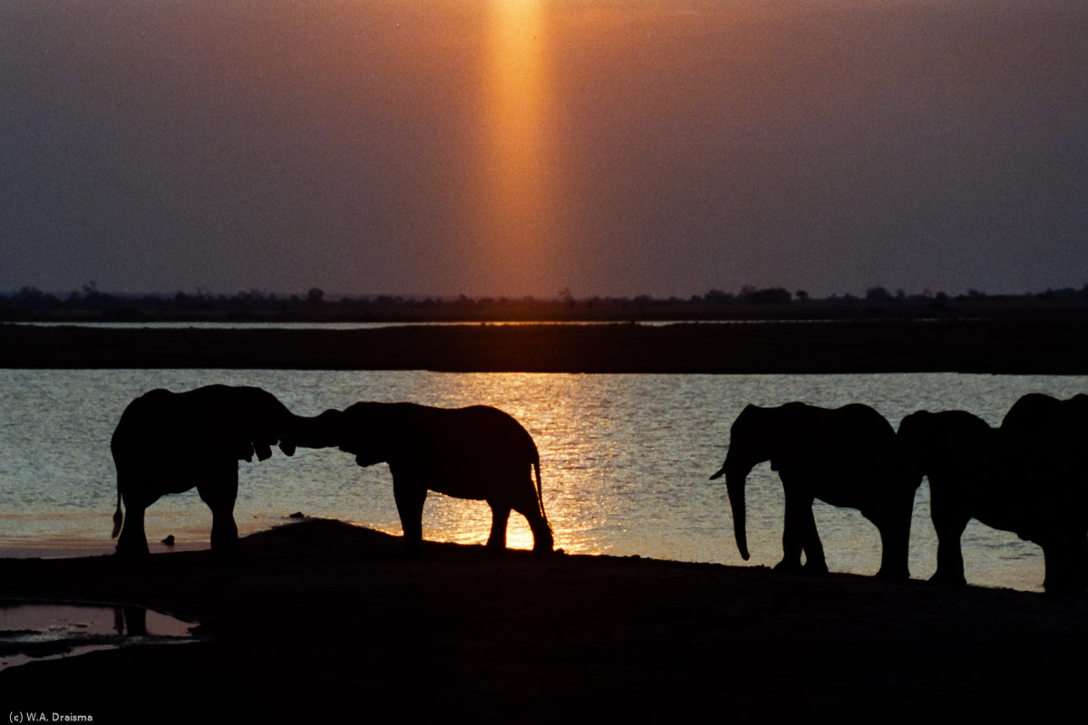 Trunk-wrestling of two elephants at dusk.