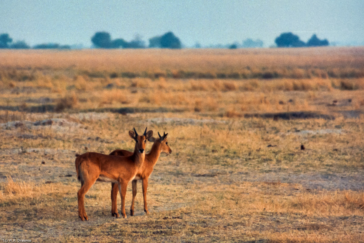 Next morning, and still in Chobe we make our last game drive in Botswana and we're greeted by a pair of pukus.