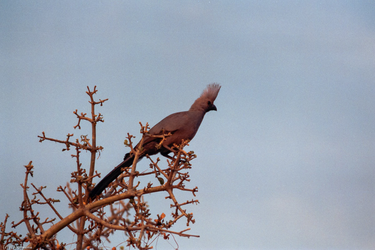 At the same time a grey loerie checks us from above.