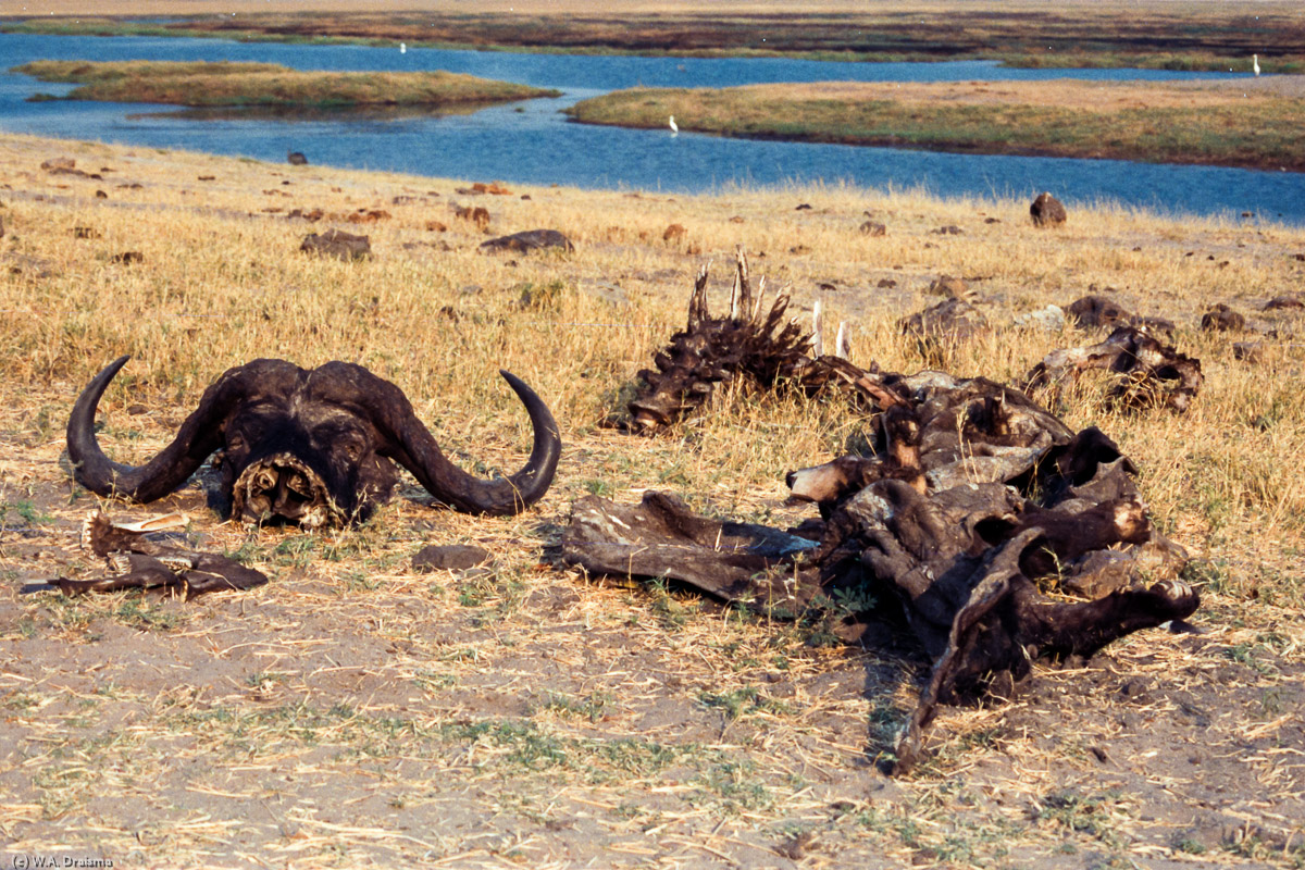 Once one of the most dangerous animals of the plains, the remains of this buffalo now seems a little less threatening.