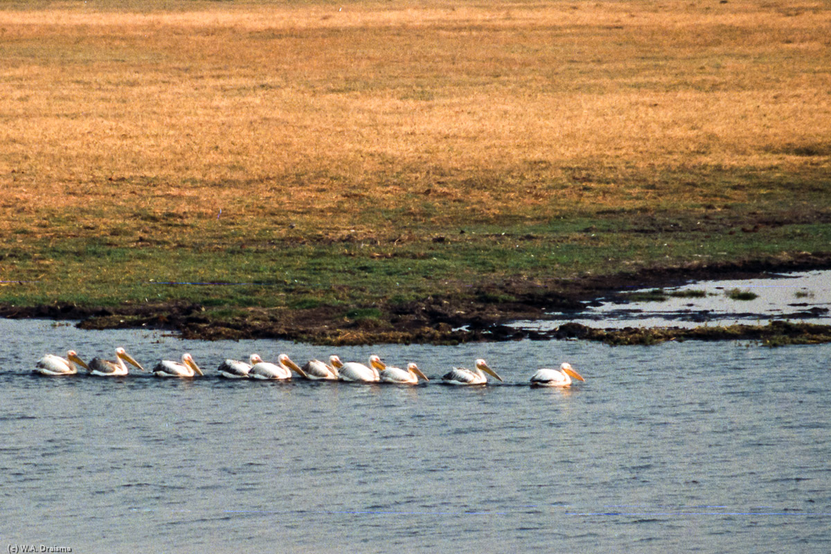A flock of pelicans swim by nicely lined up.