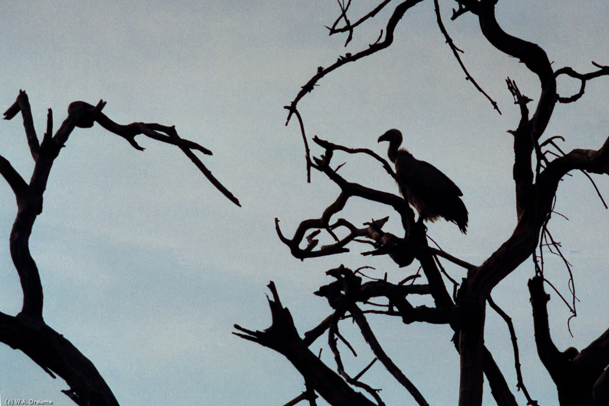 From a tree a white-backed vulture scans the scenery for signs of a distant meal.