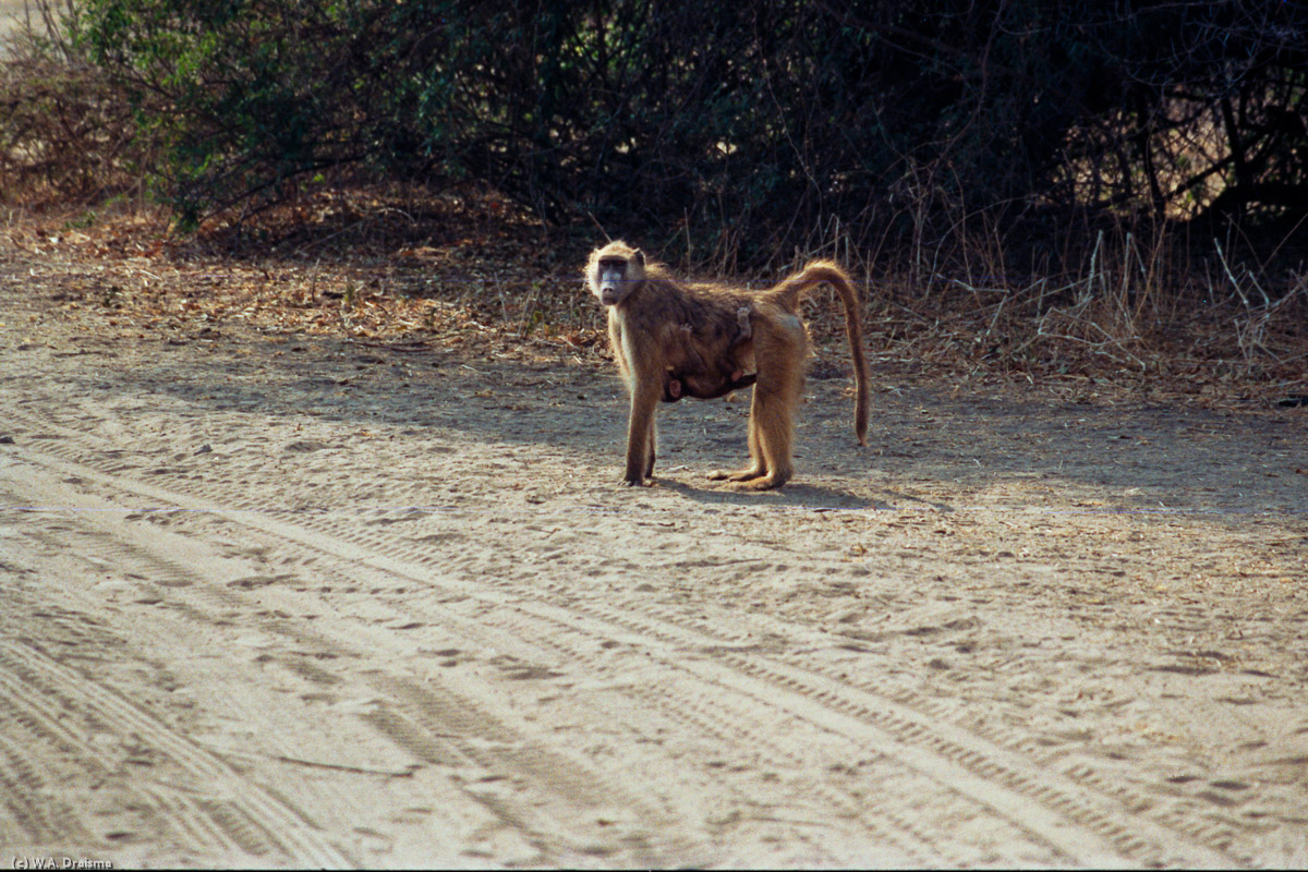 Cautiously this baboon with child clinging to its belly checks whether it's safe to cross.