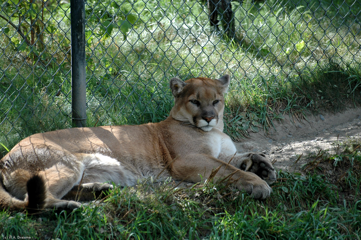 The British Columbia Wildlife Park is a nice little park with snakes, grizzlies, wolves and other interesting animals like mountain lions, or cougars.