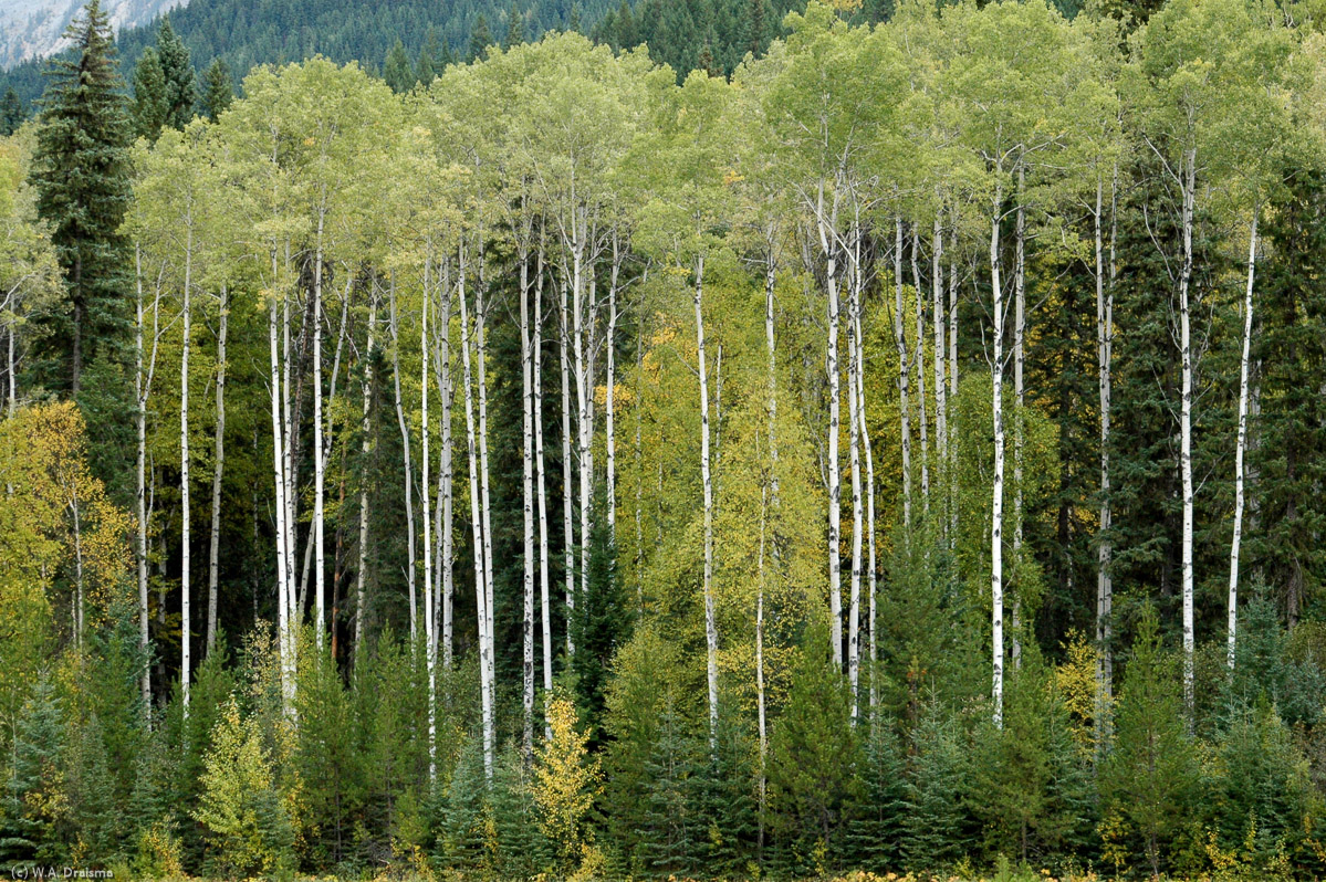 A stand of beeches at the border of Mount Robson Provincial Park.