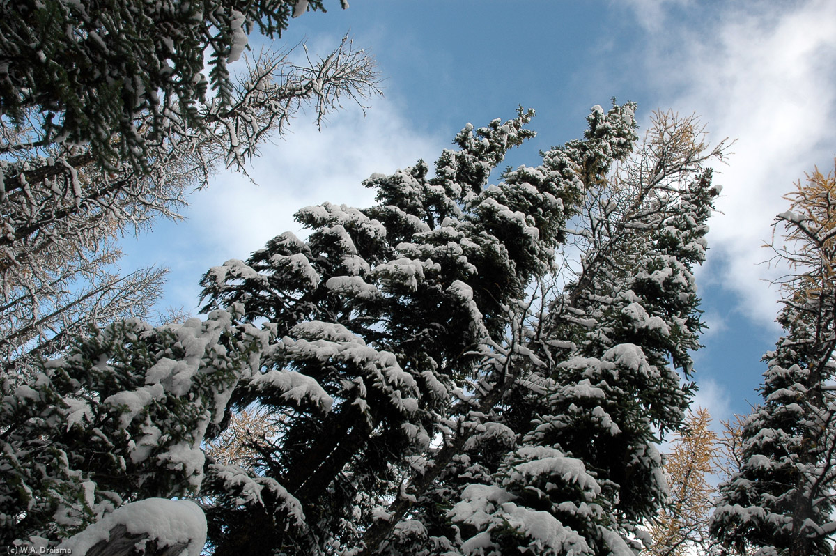 Pine trees, heavy with freshly fallen snow stand around the trail down to Lake Louise.