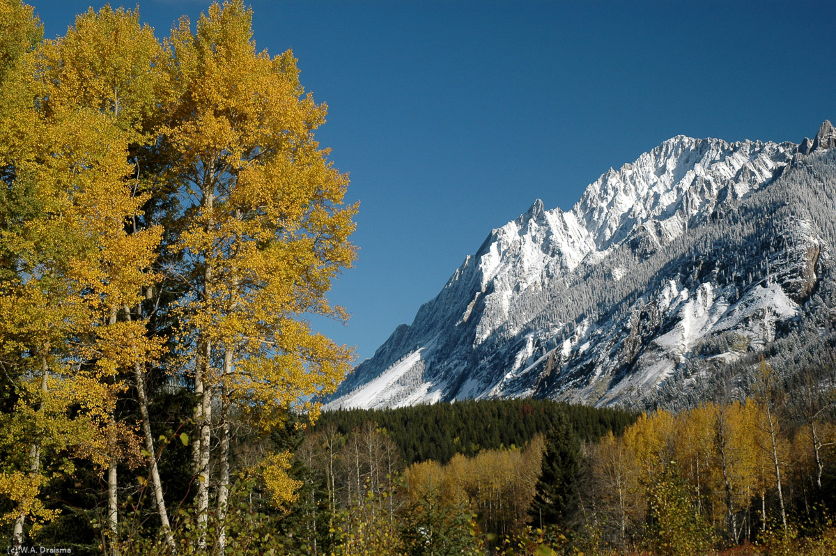 Leaves colouring yellow in the autumn sun, blue skies and white mountains form pleasant images along the Bow Valley Parkway.