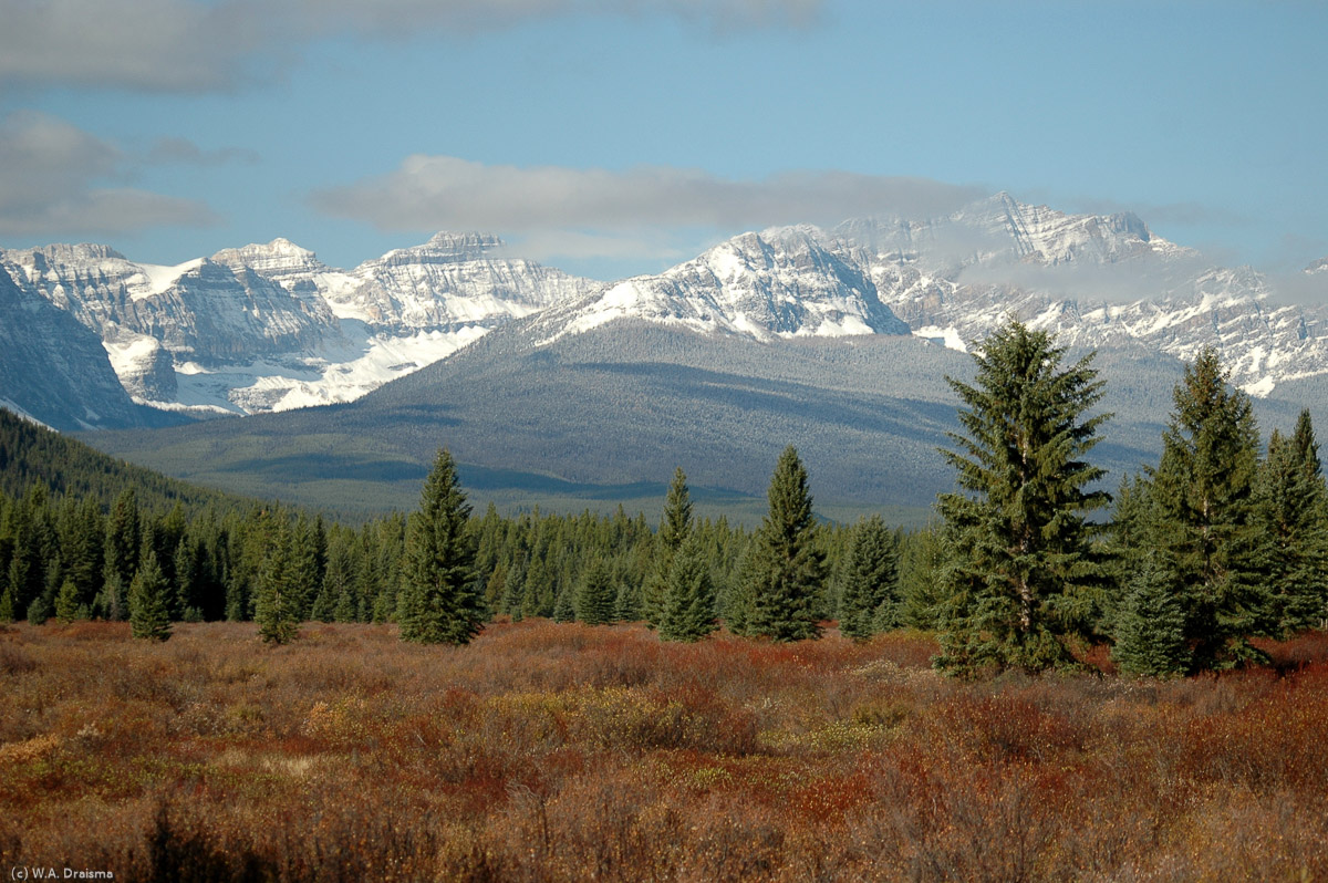 Distant high mountains overlook the red shrubs of Bow River Valley.