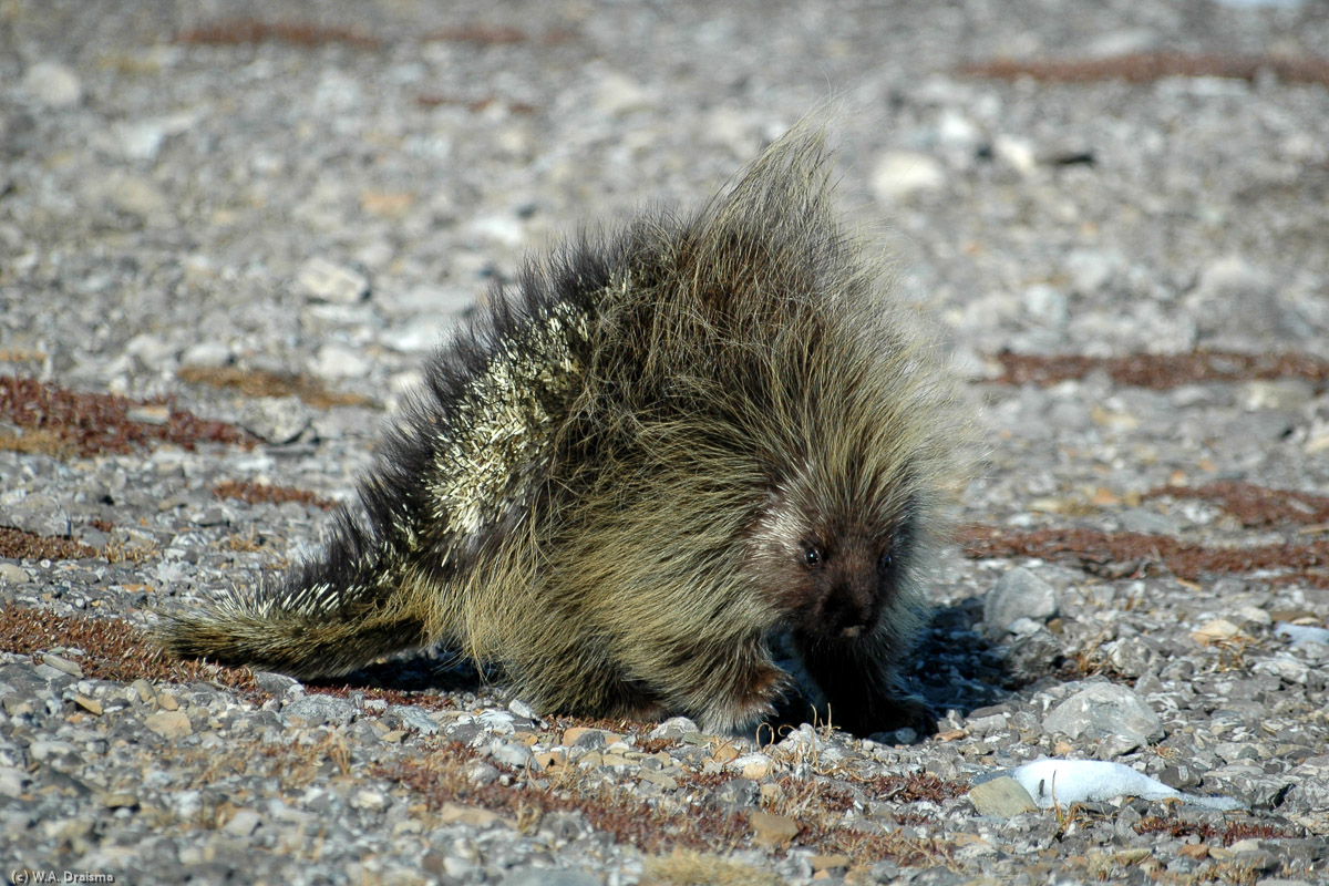 A lonely porcupine curiously approaches us while we're crossing Parker Ridge. It doesn't seem to be bothered by the fierce wind.