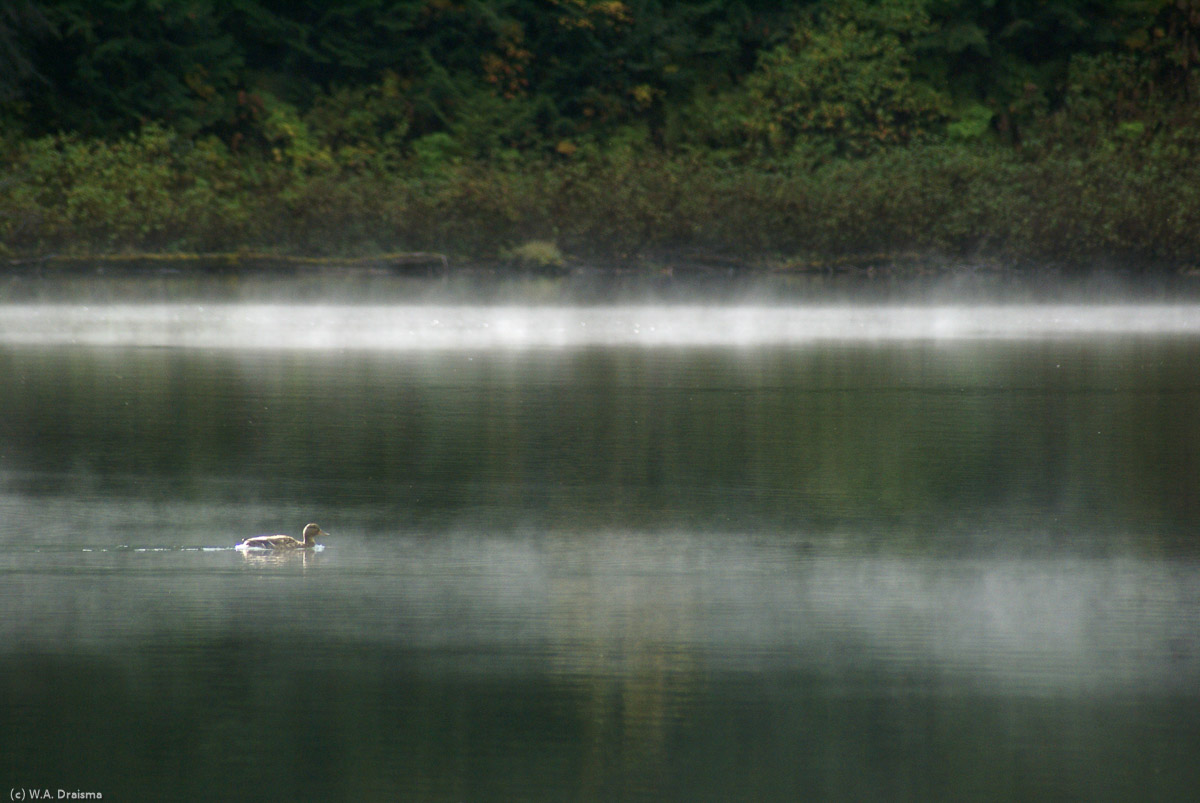 The moist air partly covers a loon swimming in one of the lakes.
