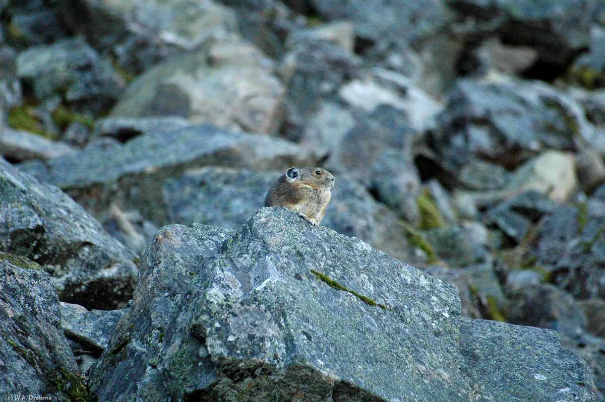 A pika, a small mammal with short limbs and rounded ears sits on a rocky slope near the beginning of the Lightning Lake Loop in Manning Provincial Park.