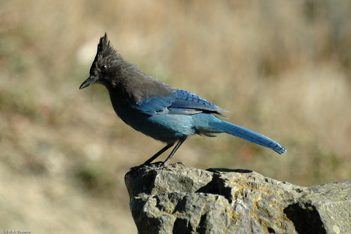 The Steller's Jay is a crested jay native to western North America and its range stretches from Alaska to Texas.