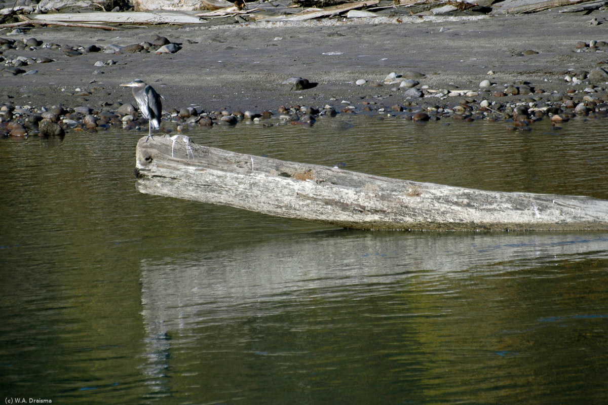 Brackendale is well known for its thousands of wintering bald eagles. Unfortunately in autumn we only met this heron, resting on a dead tree in the middle of Squamish River.