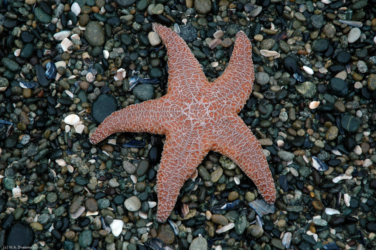 A sea star, washed ashore by the waves, stands out against a background of black and grey pebbles of the beach.