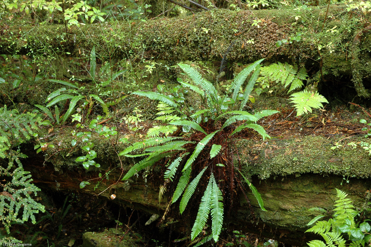 Ferns and mosses grow on old fallen logs, a common sight in the old- and second-growth forests of The Pacific Rim National Park.