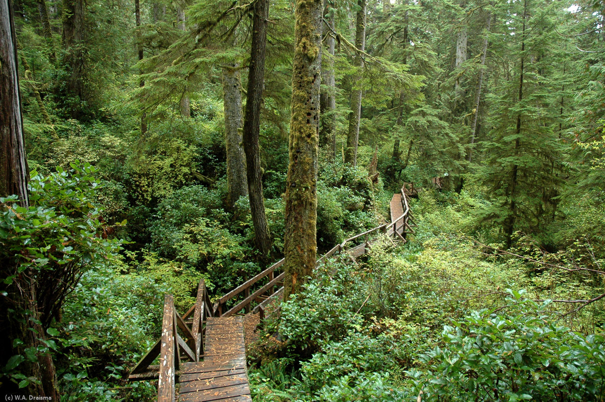 An elevated boardwalk both enables us to pass and protects the undergrowth at Schooner Cove Trail.