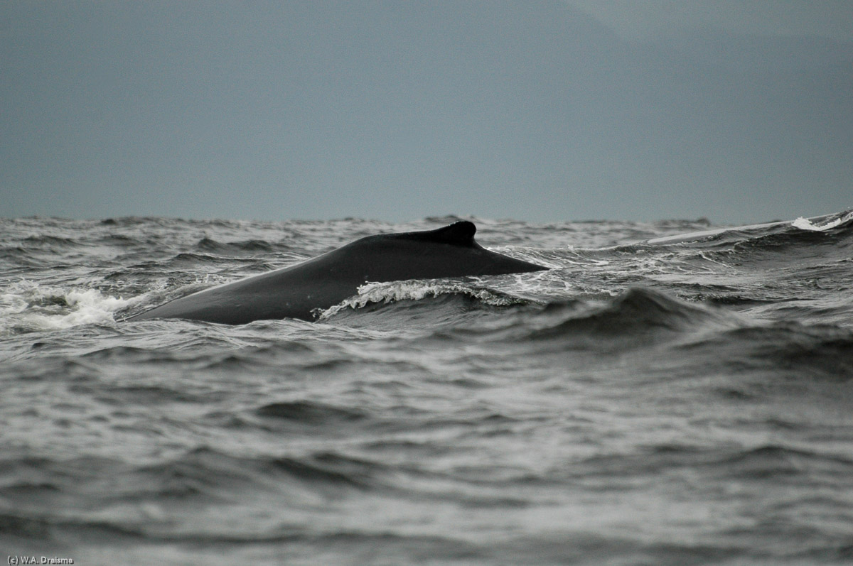 A tiny dorsal fin and a bump on the back characterize a humpback whale, one of several we saw around Tofino.