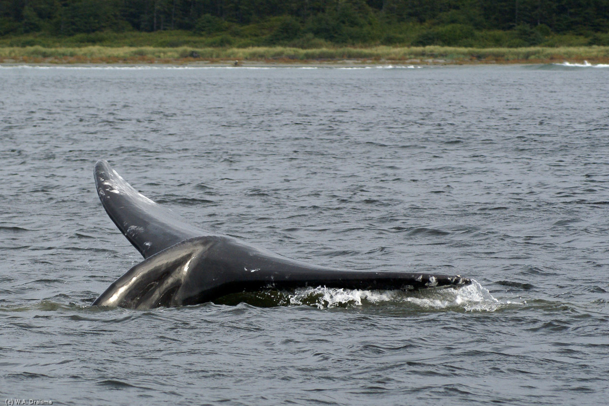 A tail is the only thing we saw from this gray whale feeding in the relatively shallow waters in Clayoquot Sound.