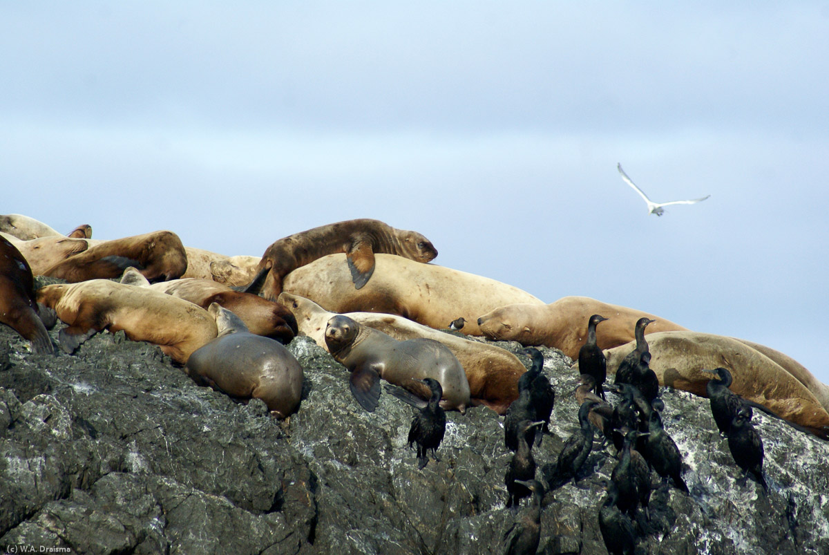 A bunch of sea lions basking in the warm rays of the sun, and a couple of cormorants.